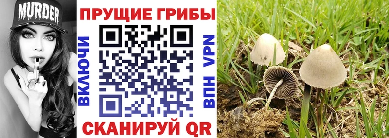 Псилоцибиновые грибы прущие грибы  Красноуфимск 